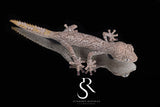 3 Pack Unsexed Northern Spiny-Tailed Gecko (Strophurus ciliaris) #1