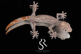 3 Pack Unsexed Northern Spiny-Tailed Gecko (Strophurus ciliaris) #2