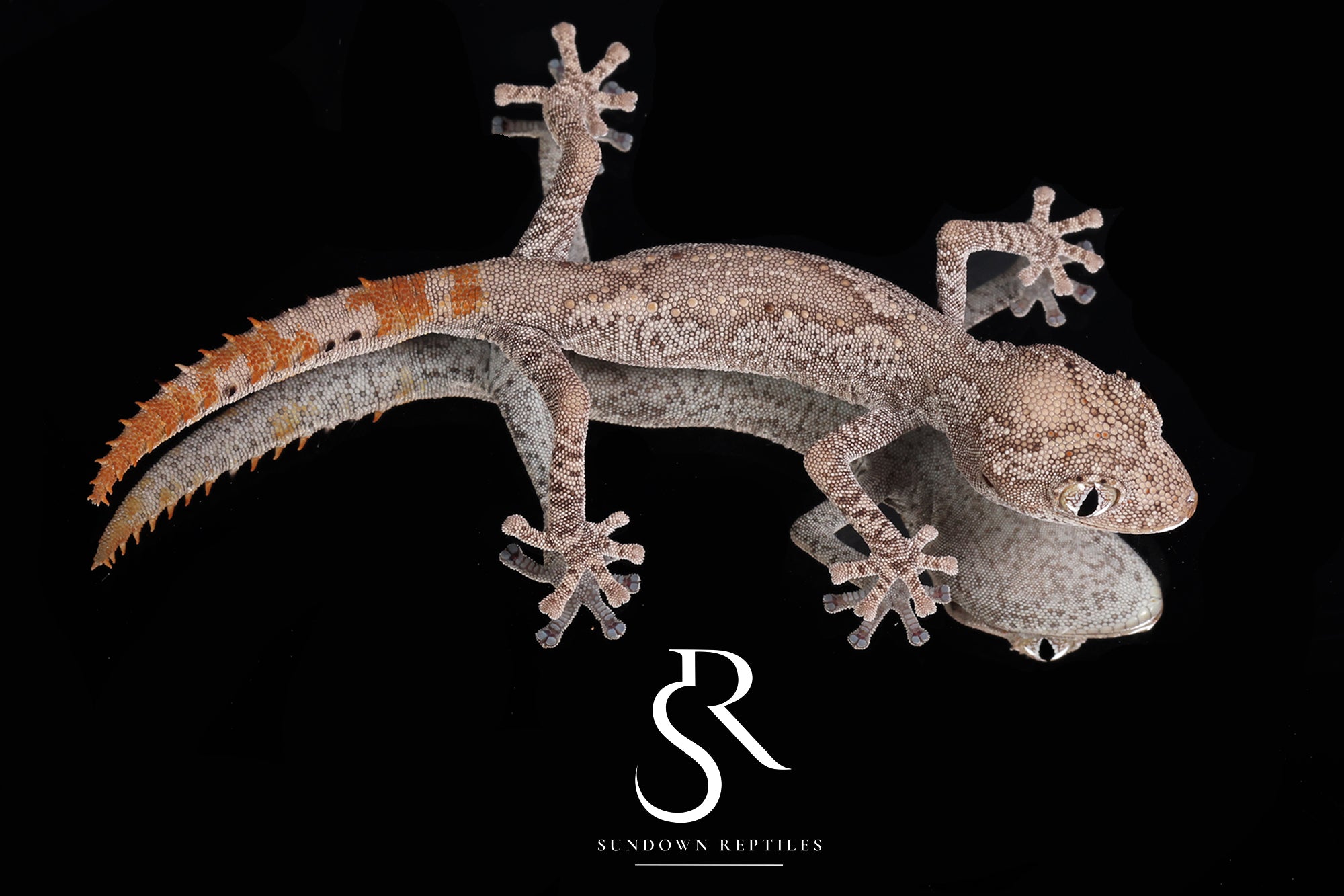 3 Pack Unsexed Northern Spiny-Tailed Gecko (Strophurus ciliaris) #2