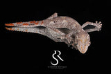 3 Pack Unsexed Northern Spiny-Tailed Gecko (Strophurus ciliaris) #2