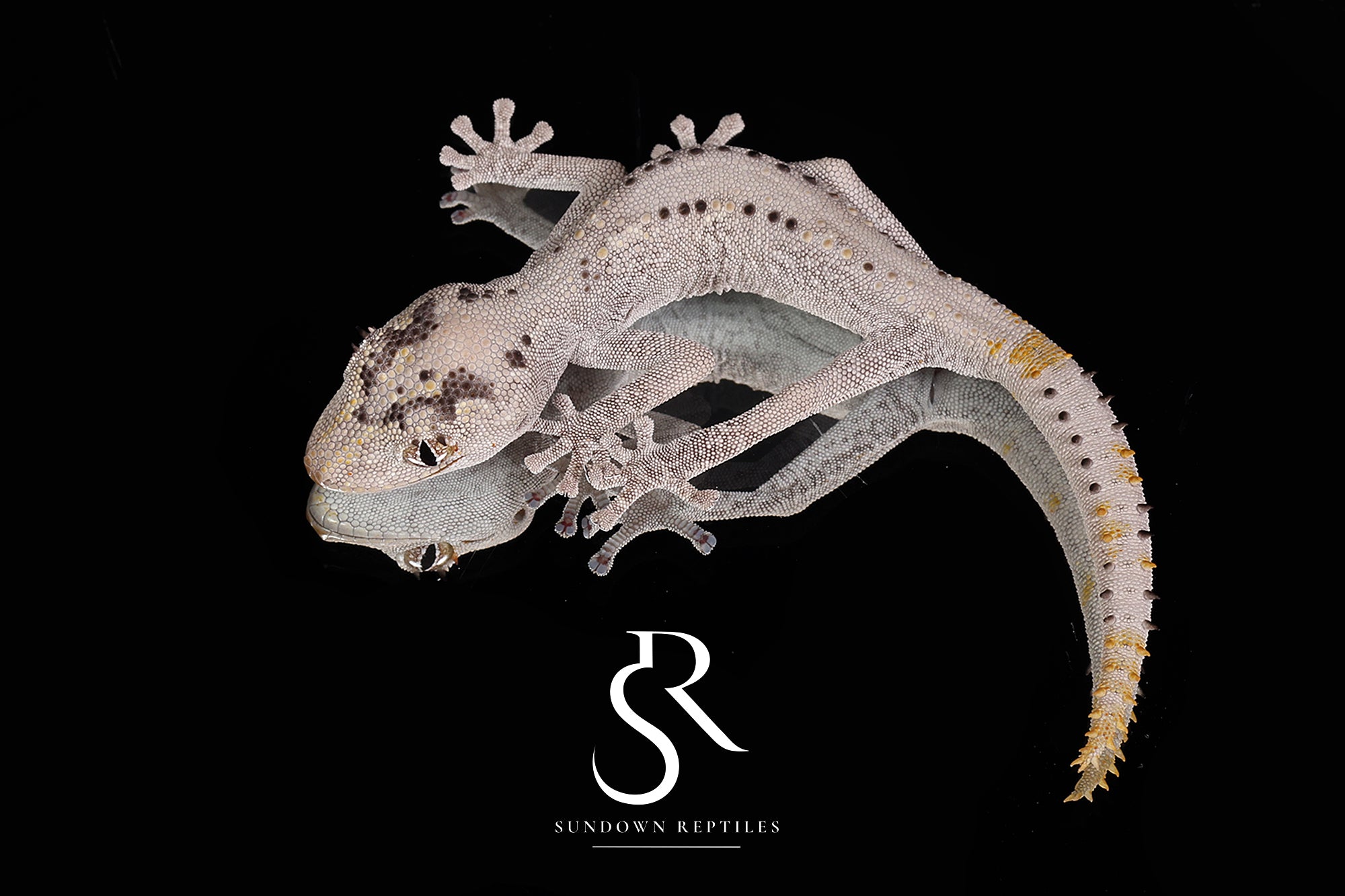 Unsexed Black Mask Northern Spiny-Tailed Gecko (Strophurus ciliaris)