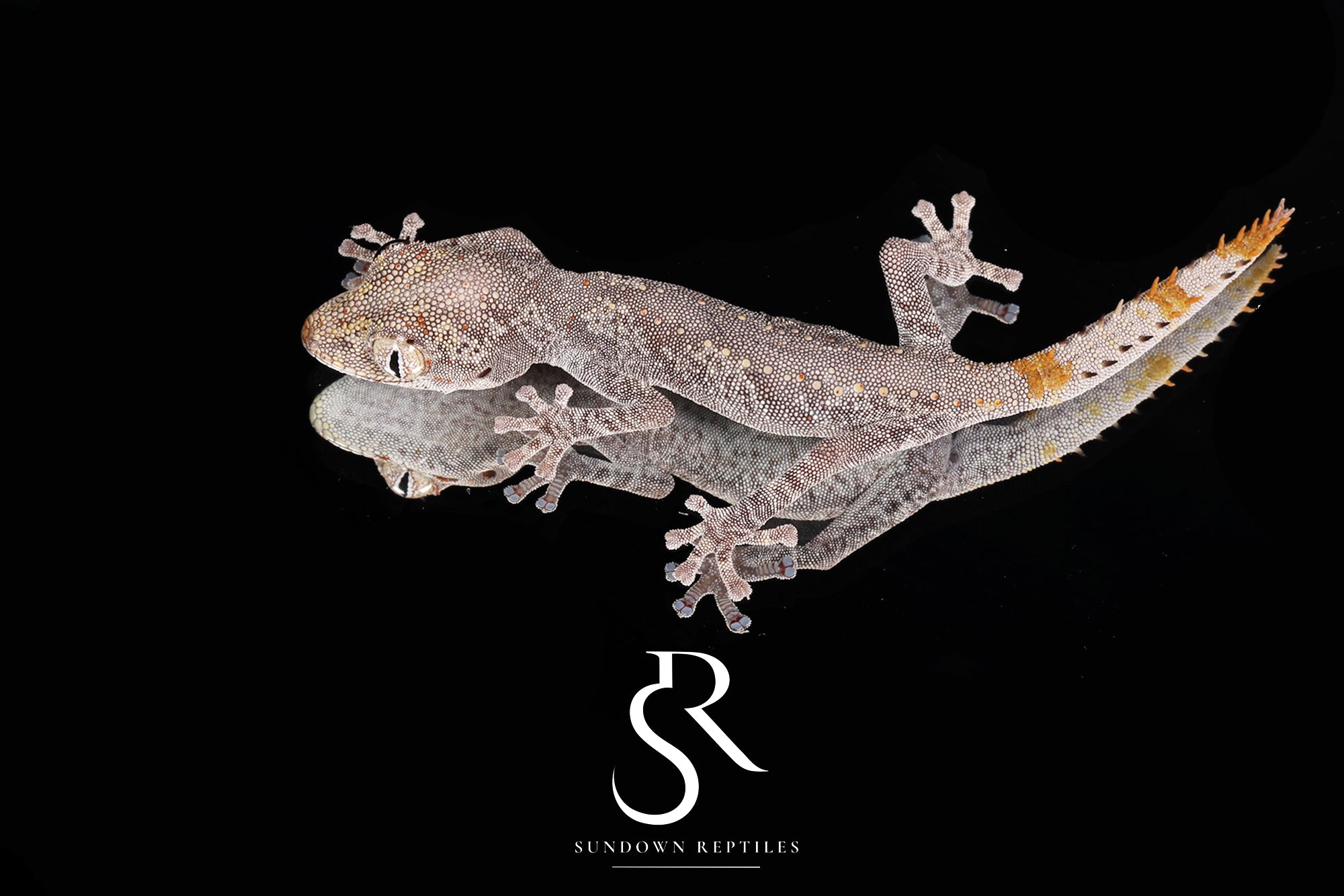 3 Pack Unsexed Northern Spiny-Tailed Gecko (Strophurus ciliaris) #2