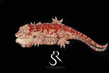 RA39 Female Super Blotch Gargoyle Gecko  (Redbud x X-mas)