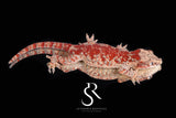 RA39 Female Super Blotch Gargoyle Gecko  (Redbud x X-mas)