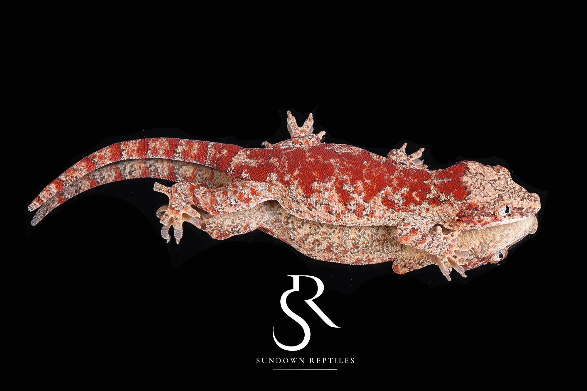 RA39 Female Super Blotch Gargoyle Gecko  (Redbud x X-mas)