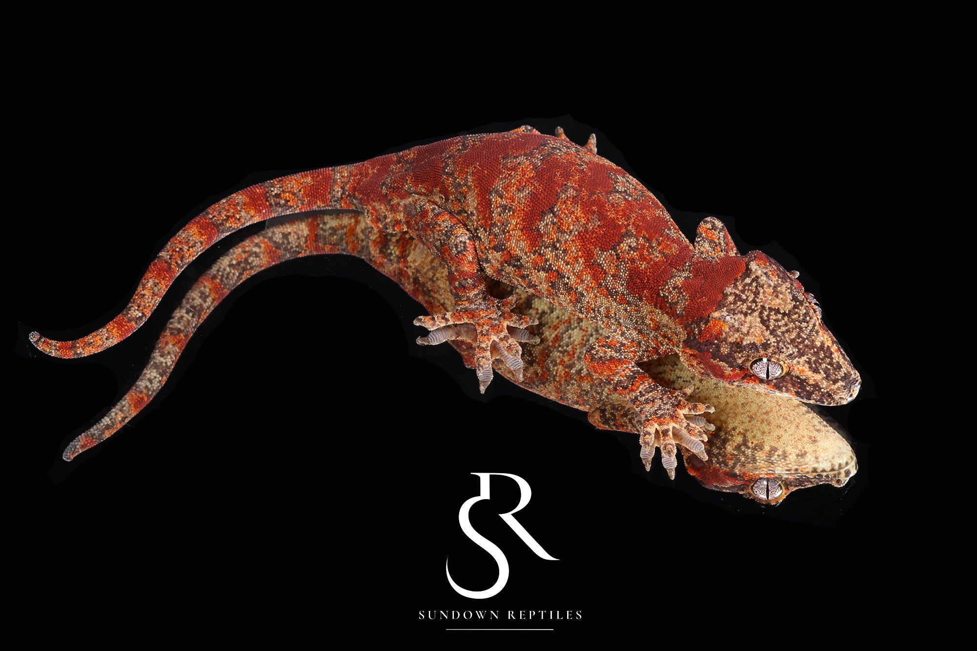 RA31 Male Super Blotch - (Jrus x Fire Palm)