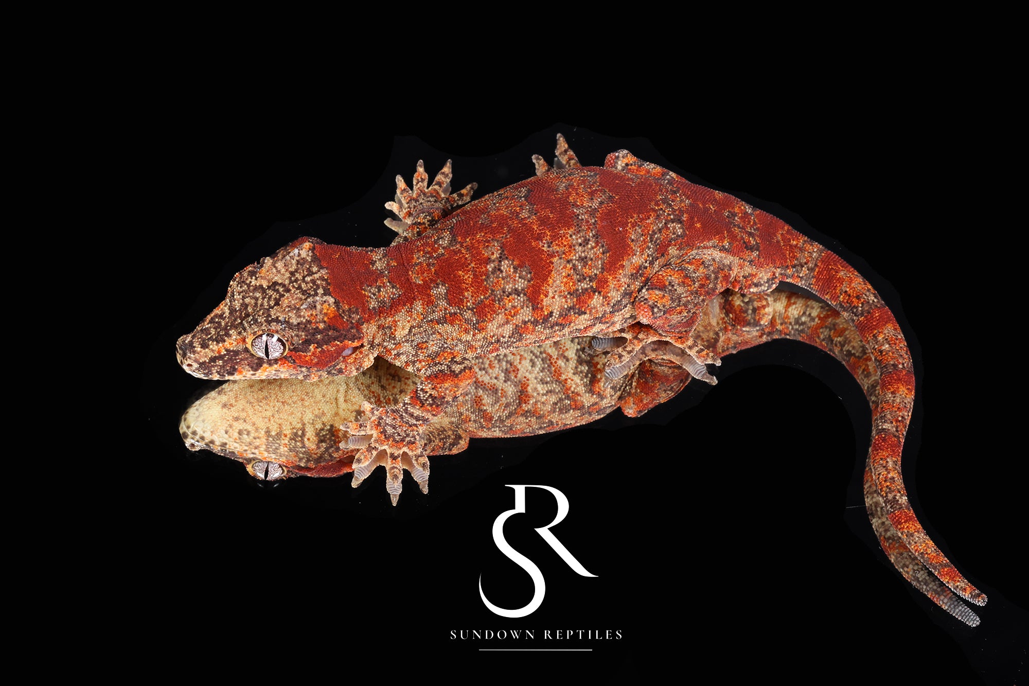 RA31 Male Super Blotch - (Jrus x Fire Palm)