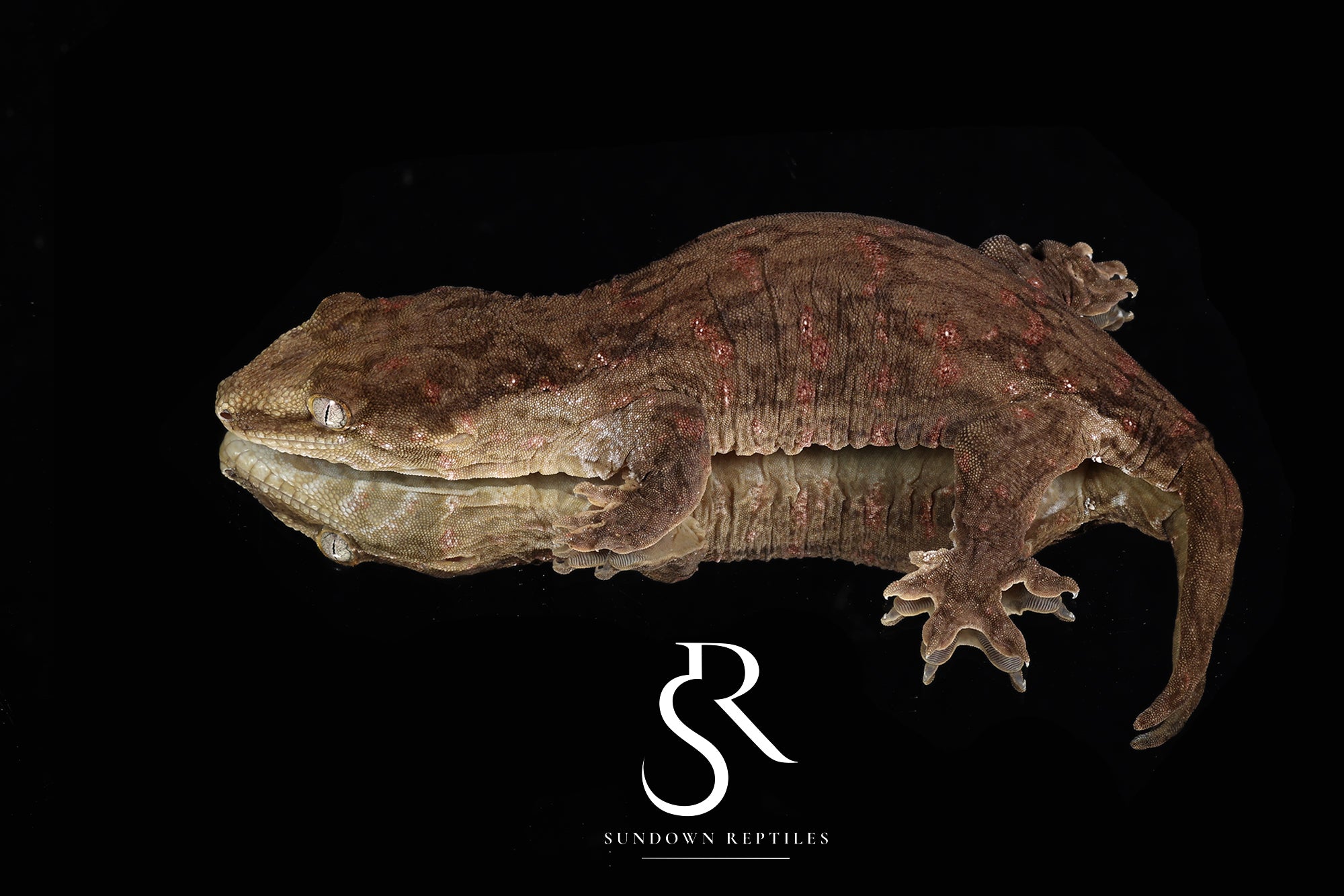 Holdback Release* RL18 Male Melanistic GT Red Bar