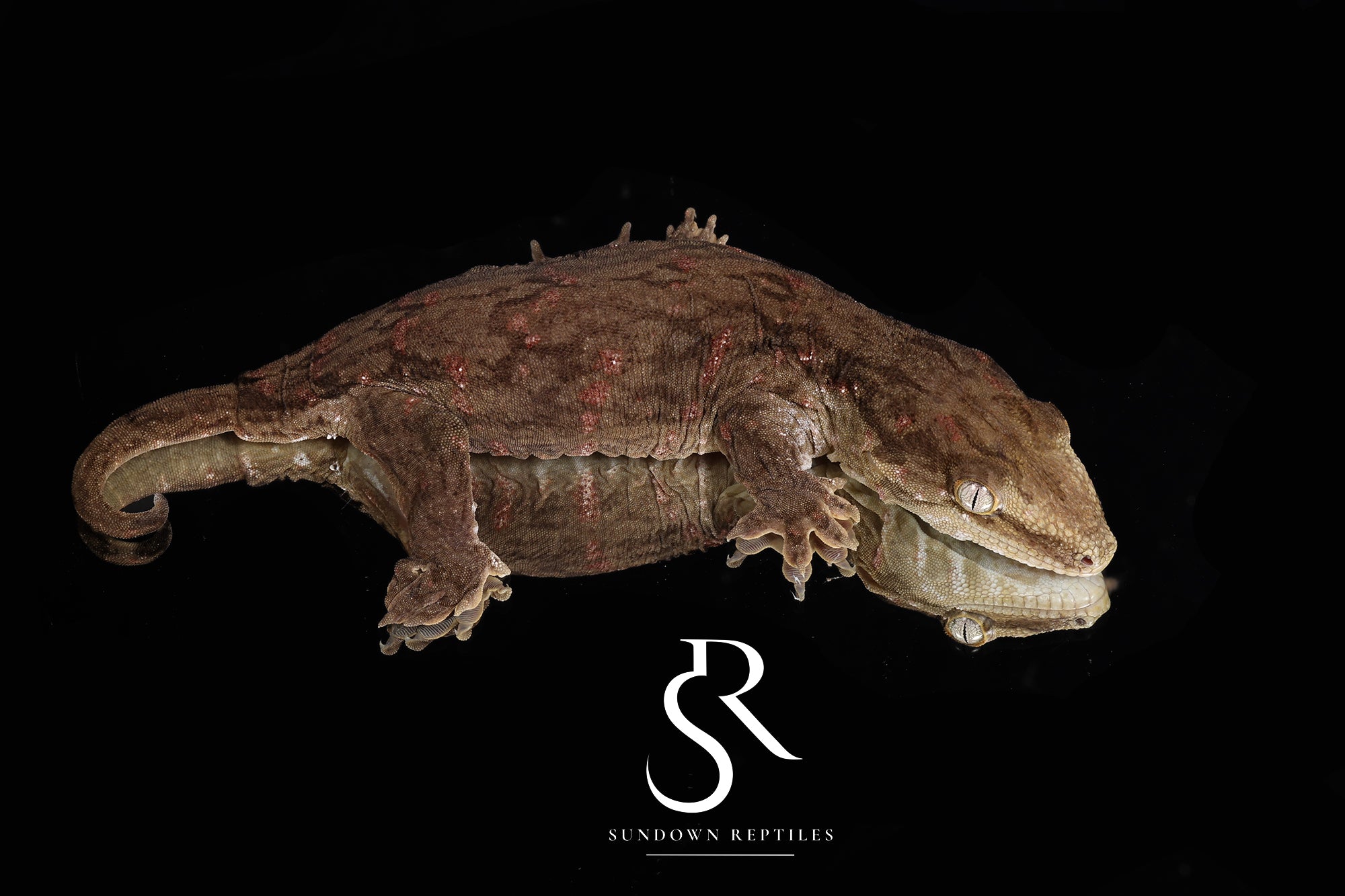 Holdback Release* RL18 Male Melanistic GT Red Bar