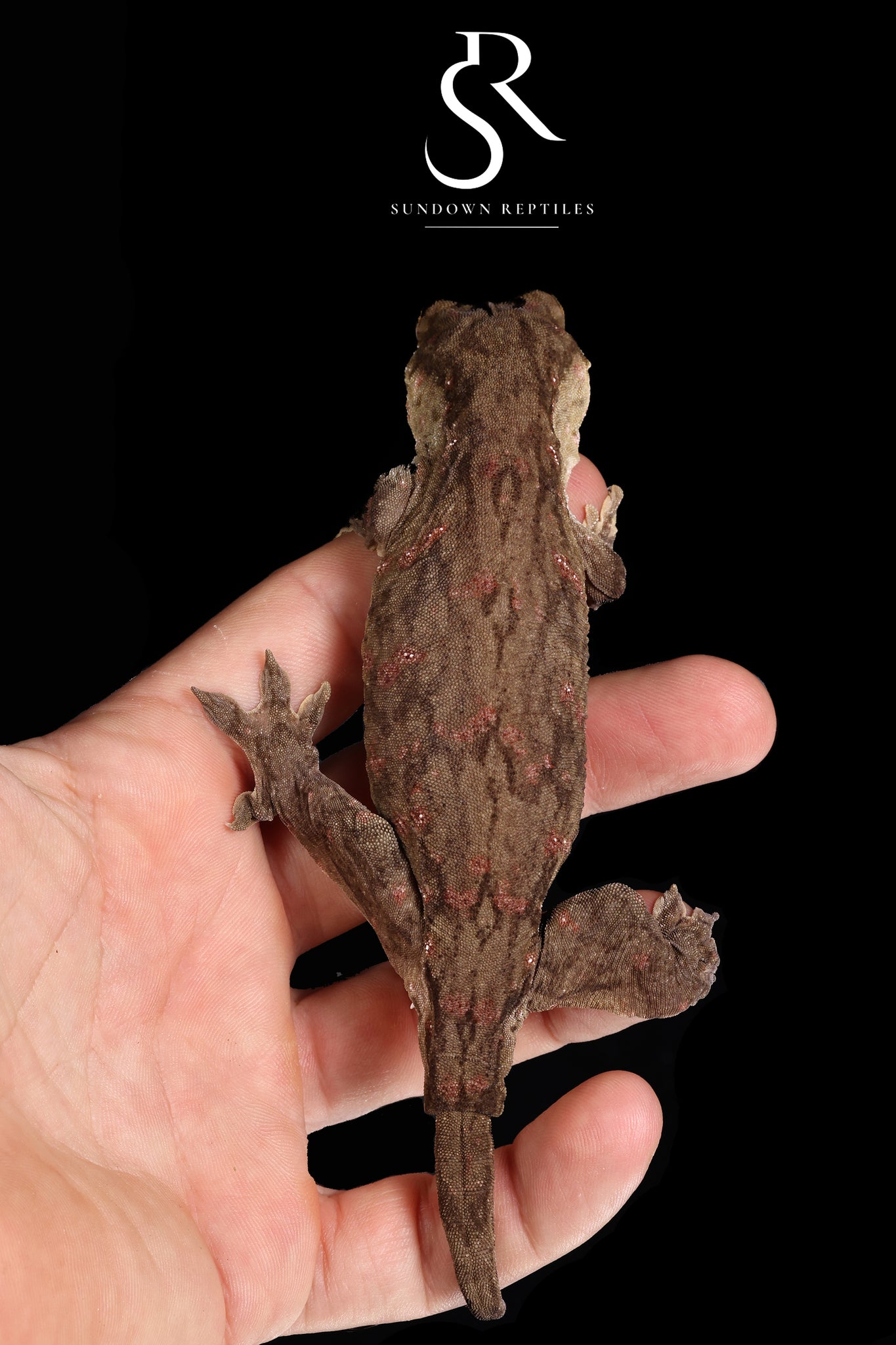 Holdback Release* RL18 Male Melanistic GT Red Bar