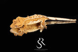 Crested Gecko - Tangerine Male  (Namibia x Jigsaw) CC24