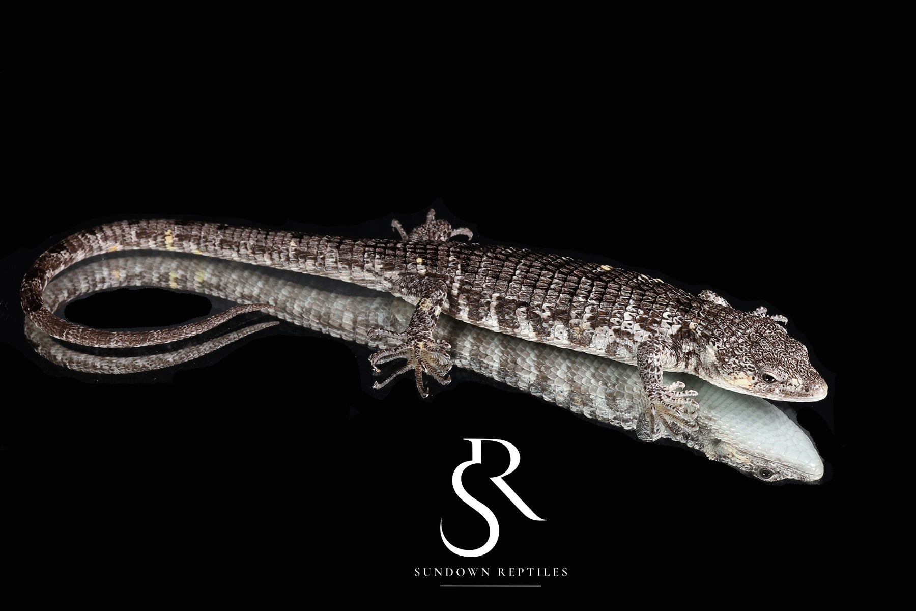 Male Red-Lipped Alligator Lizard (Abronia lythrochila) - Sundown Reptiles