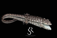 Male Red-Lipped Alligator Lizard (Abronia lythrochila) - Sundown Reptiles