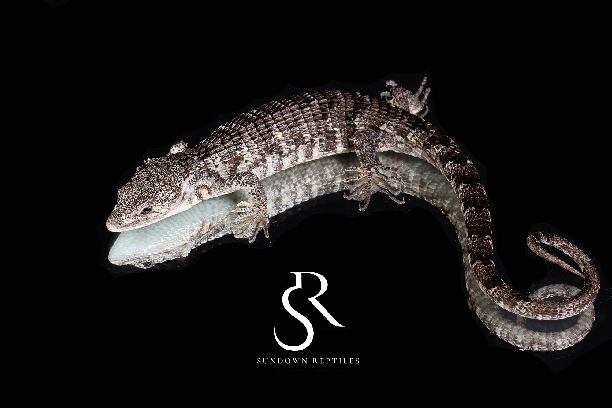 Male Red-Lipped Alligator Lizard (Abronia lythrochila) - Sundown Reptiles