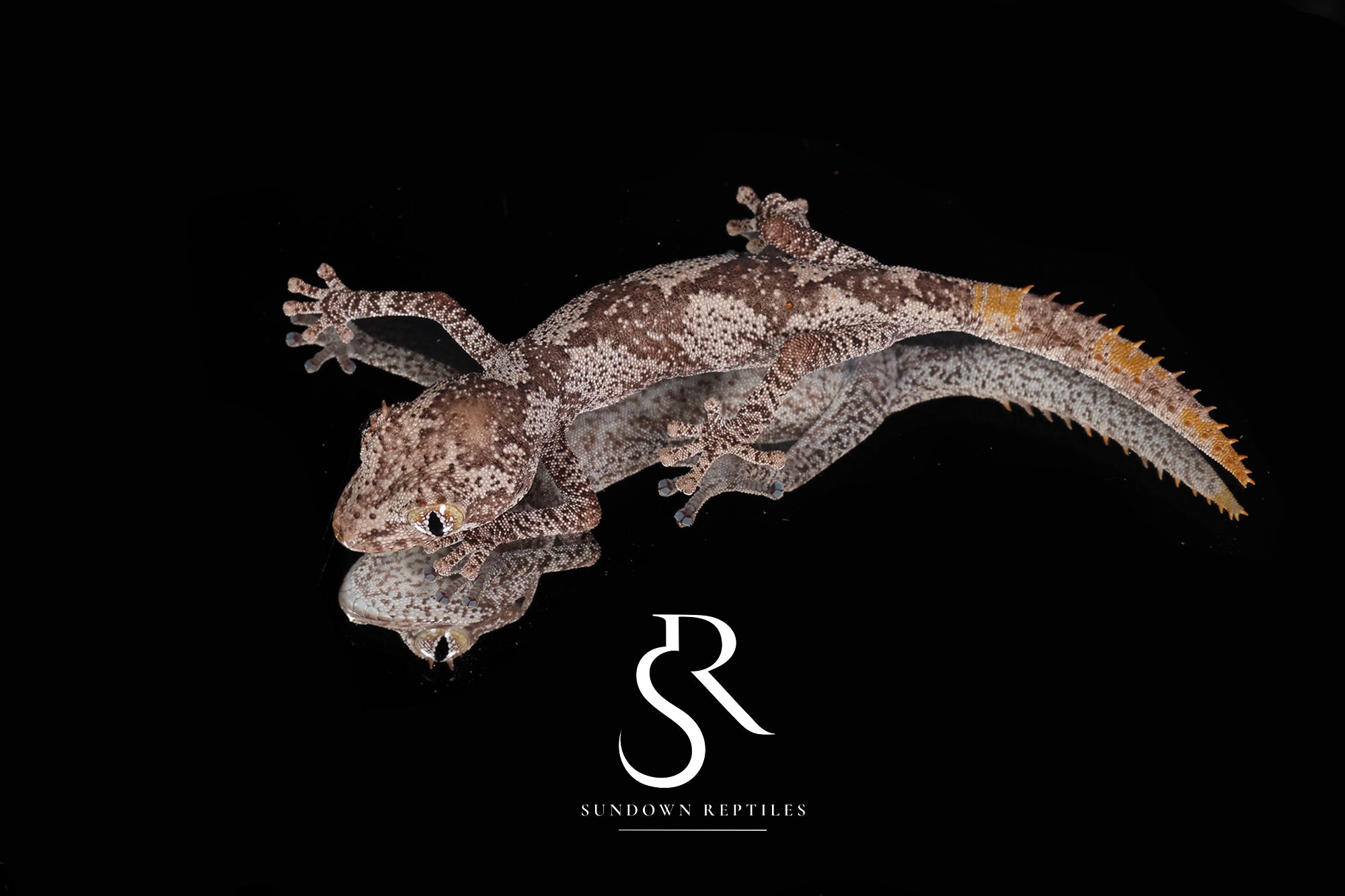 Northern Spiny-Tailed Gecko (Strophurus ciliaris) Unsexed #3