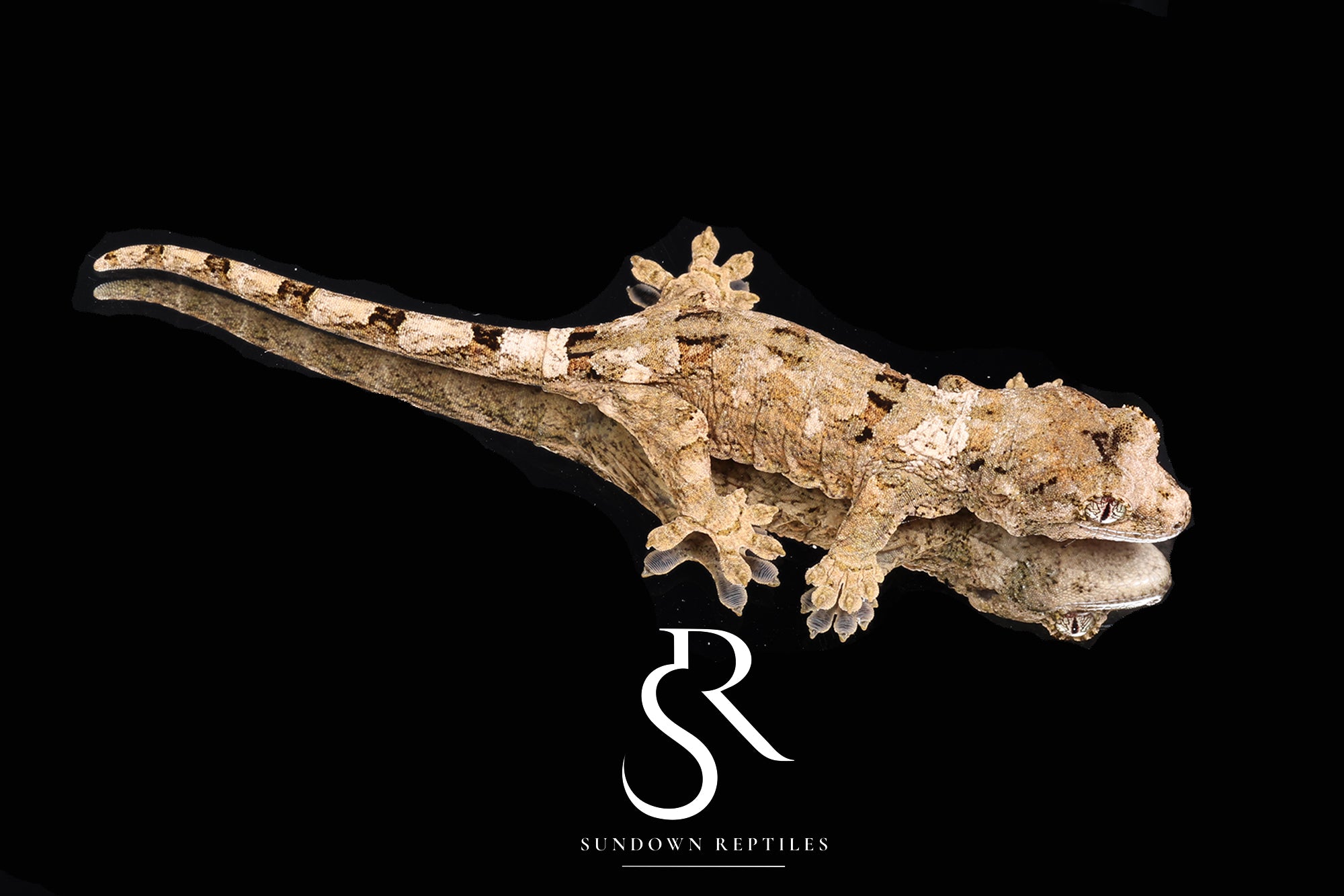 MC2025-44 Unsexed PI M. chahoua - (Funk x Skittles)