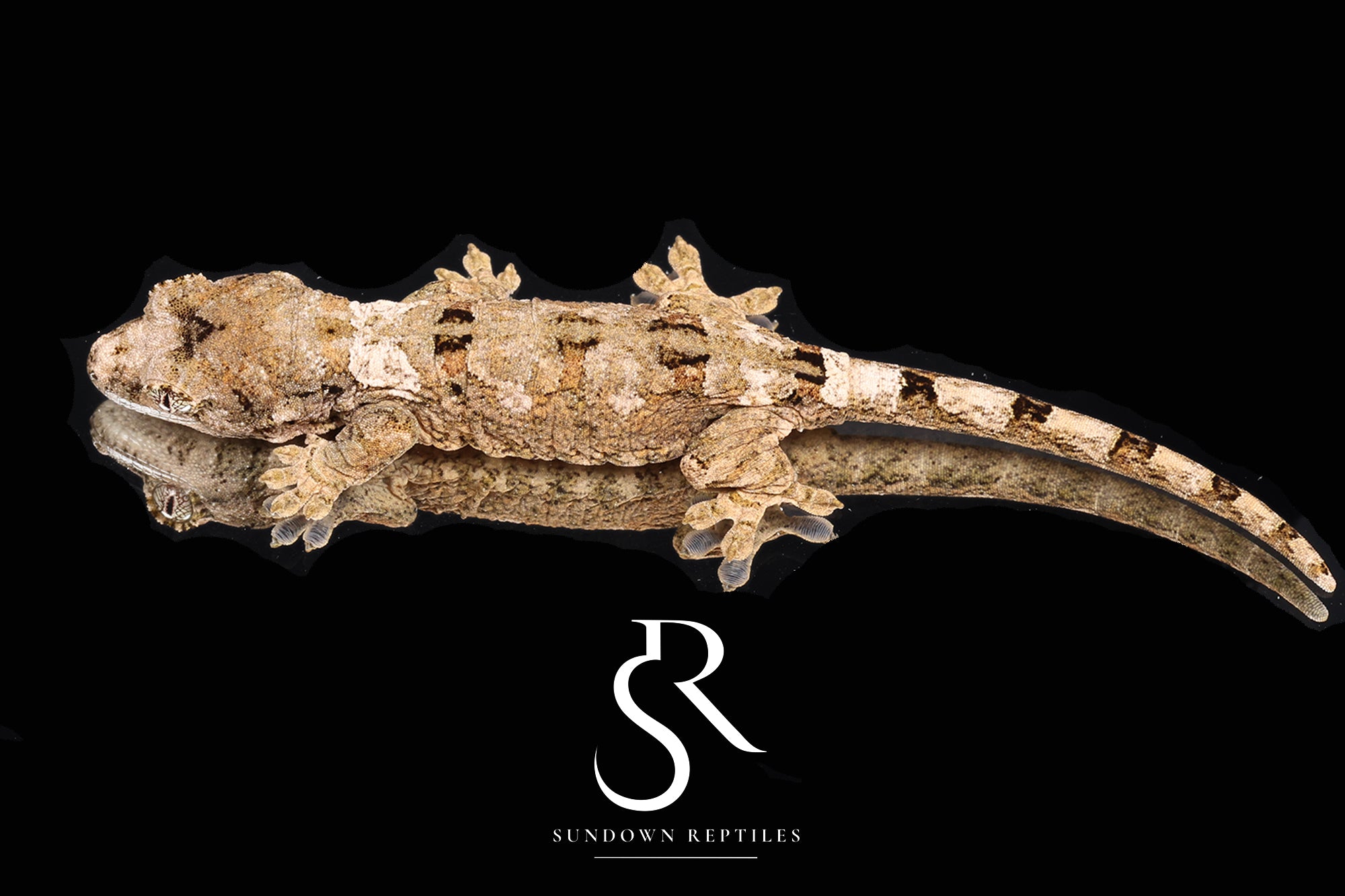 MC2025-44 Unsexed PI M. chahoua - (Funk x Skittles)