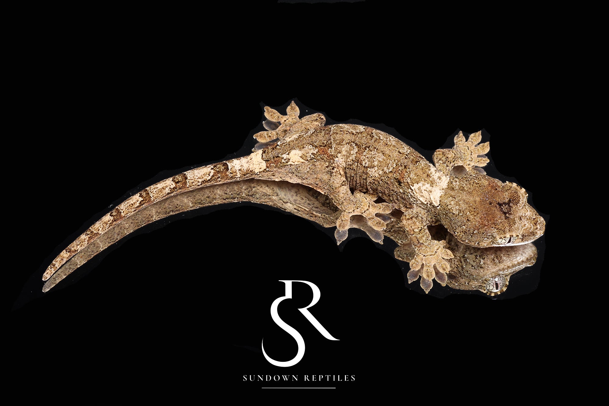 MC2025-46 Unsexed PI M. chahoua - (Greenlet x Kush)