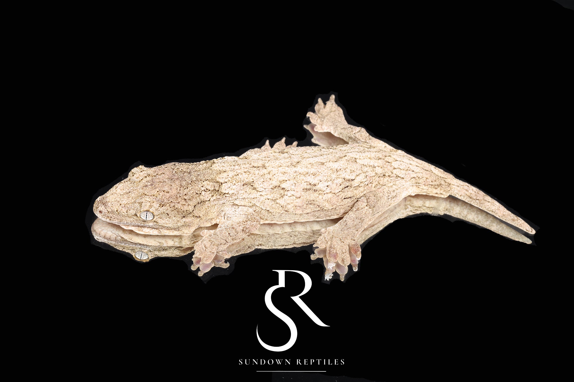 RL2025-9 Unsexed NLS Leachianus