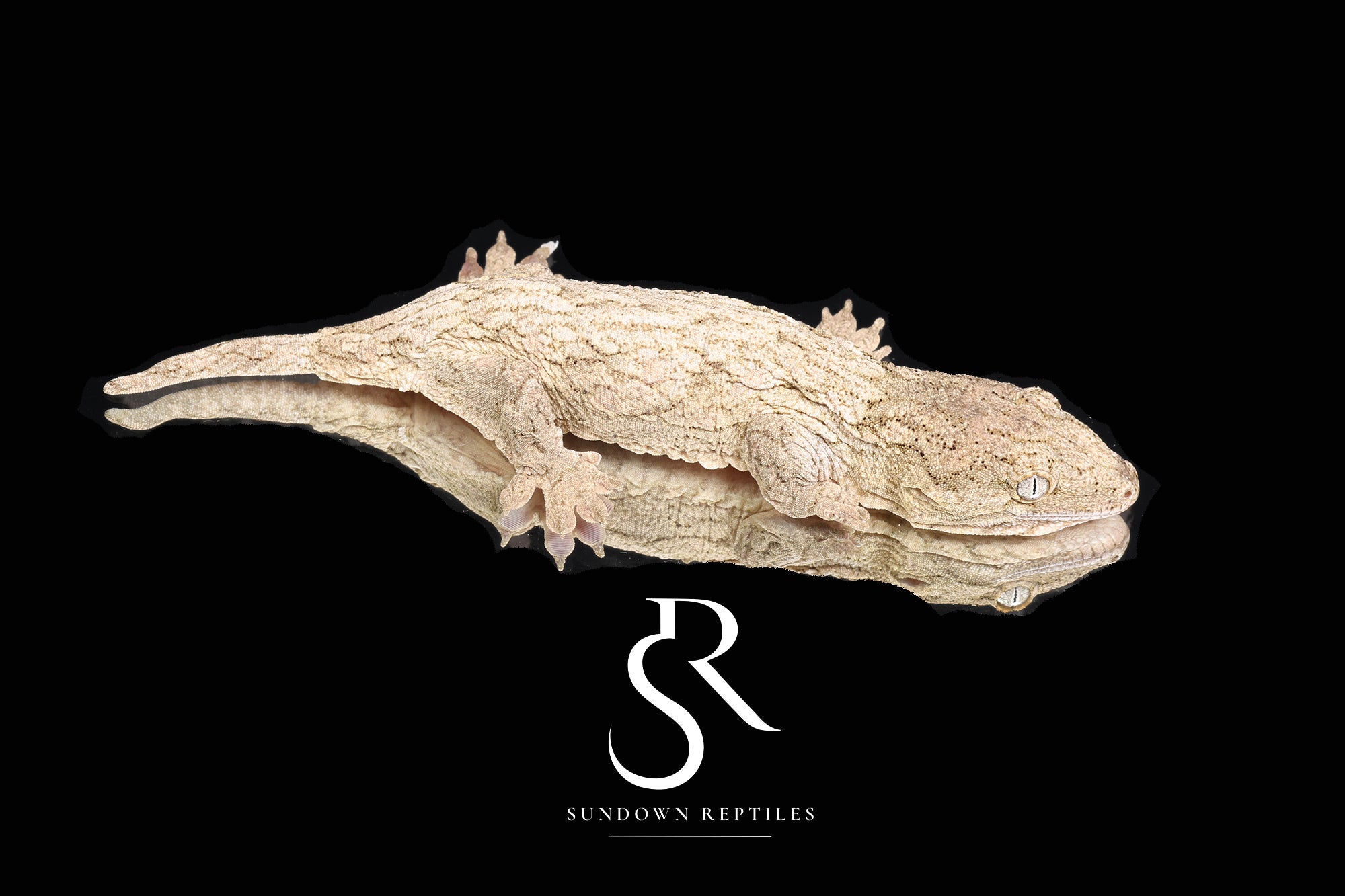 RL2025-9 Unsexed NLS Leachianus