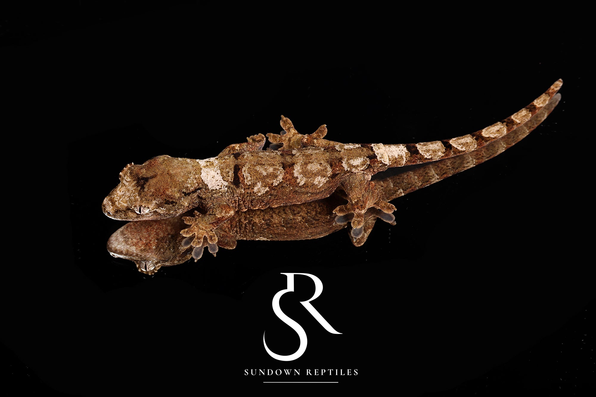 MC2025-38 Unsexed RED LINE PI M. chahoua - (Woodstar x Sun Angel)