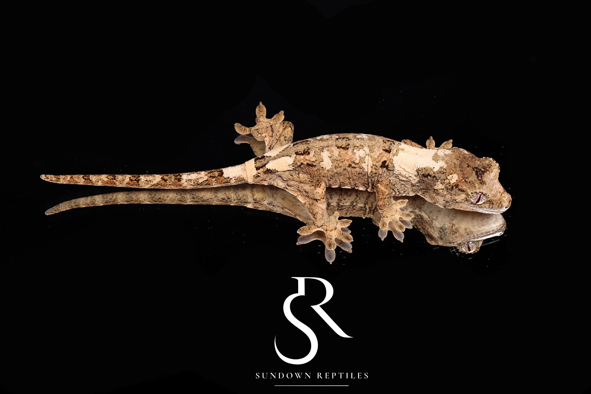 MC2025-47 Unsexed PI M. Chahoua - (Aphrodite x Pinnacle)