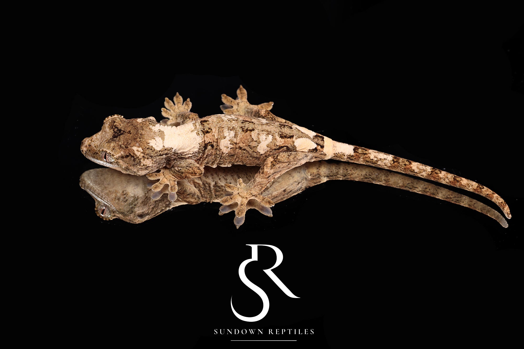 MC2025-47 Unsexed PI M. Chahoua - (Aphrodite x Pinnacle)