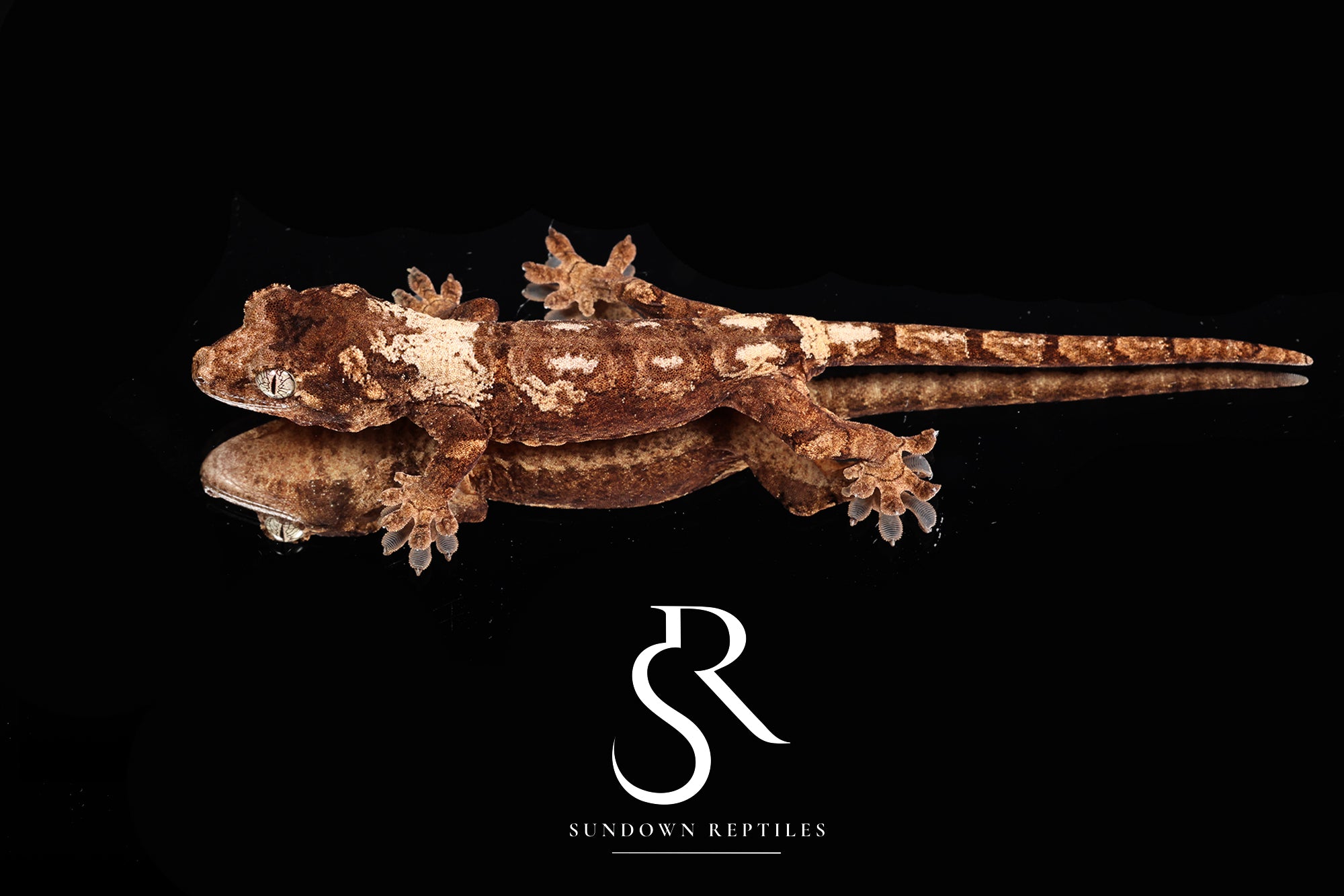 MC76  Unsexed Pine Island M. chahoua - Nectar x Cotopaxi