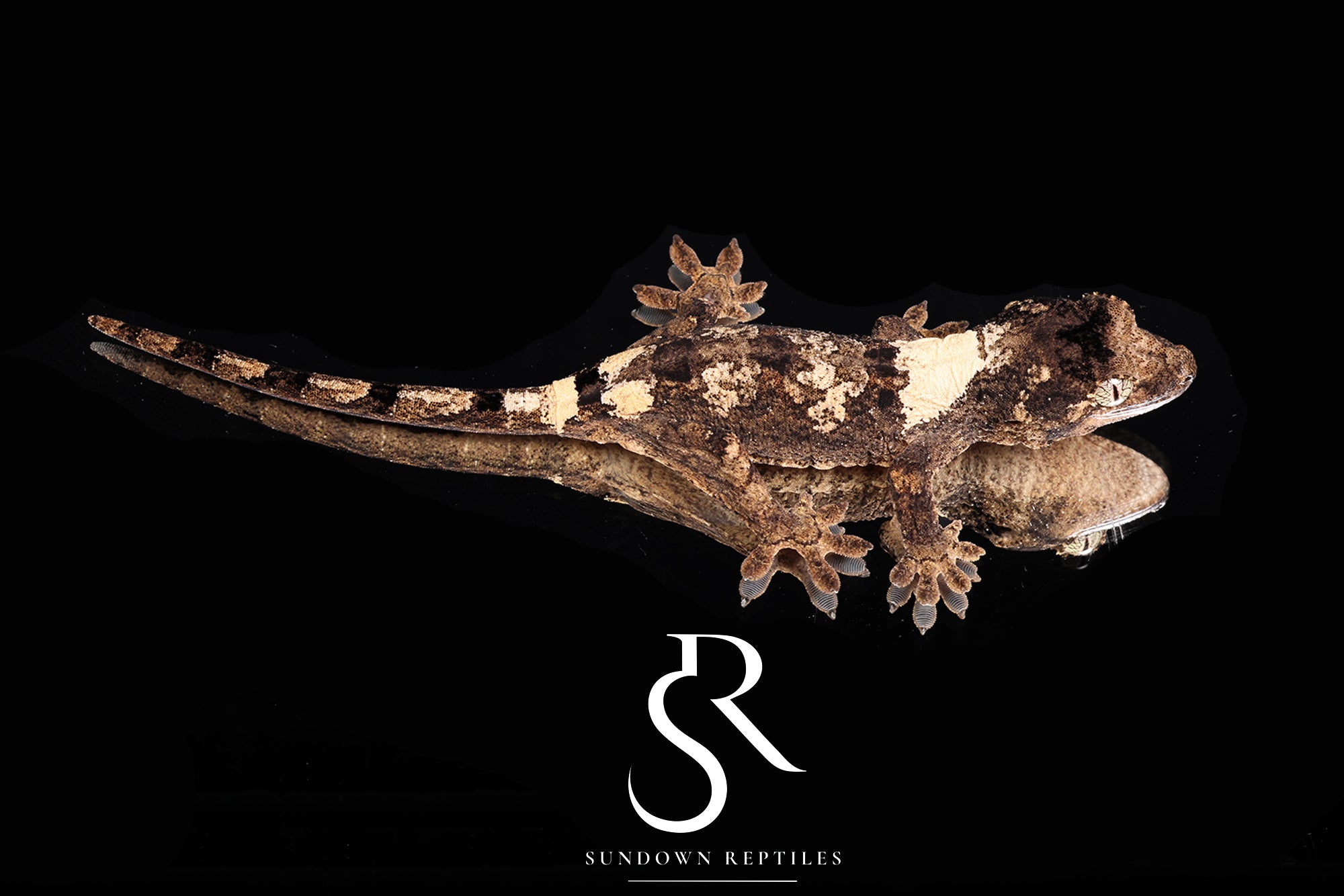 MC2025-48 Unsexed PI M. chahoua - (Ivy x Firefly)