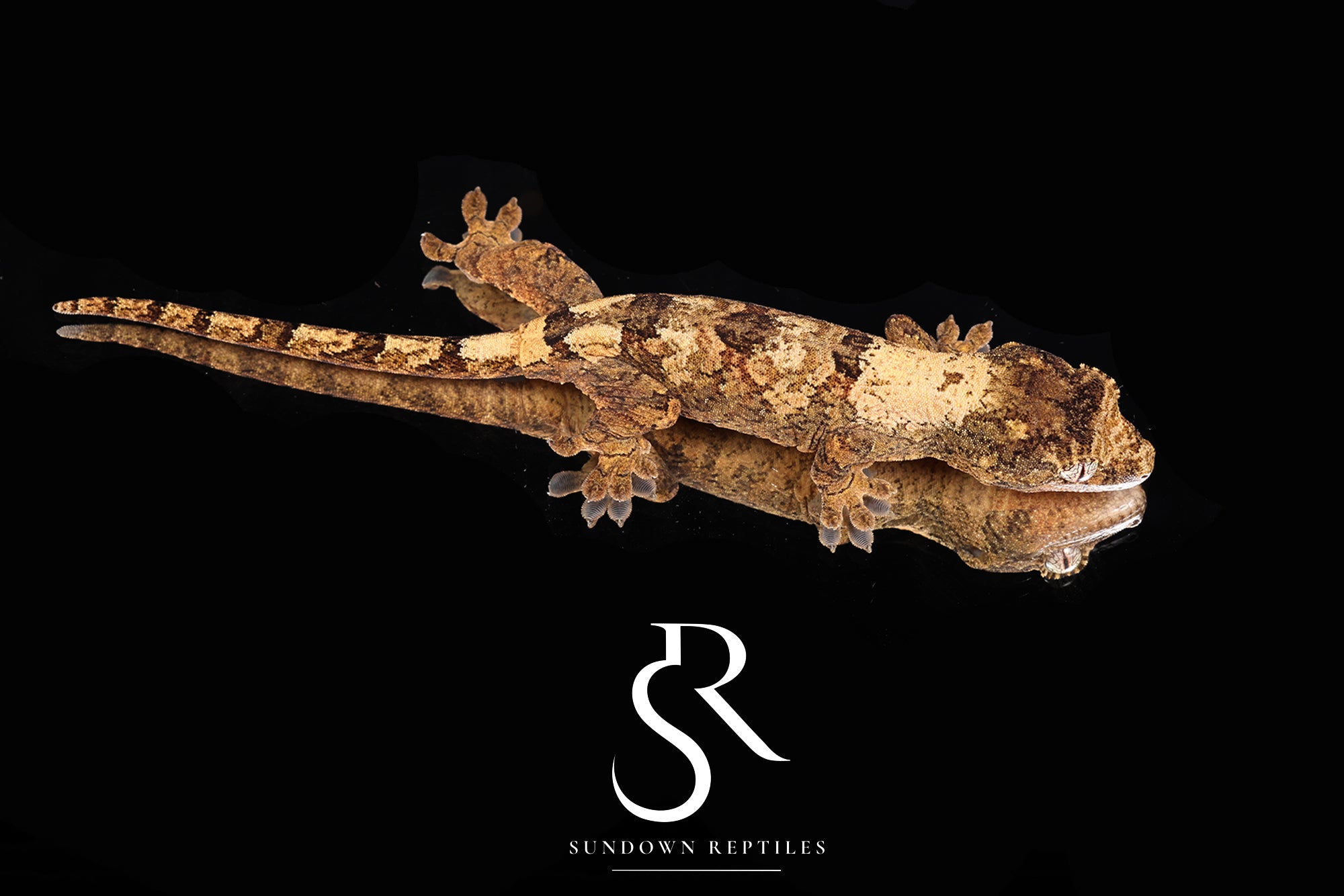 MC2025-49 PI M. chahoua - Labyrinth x Skyy