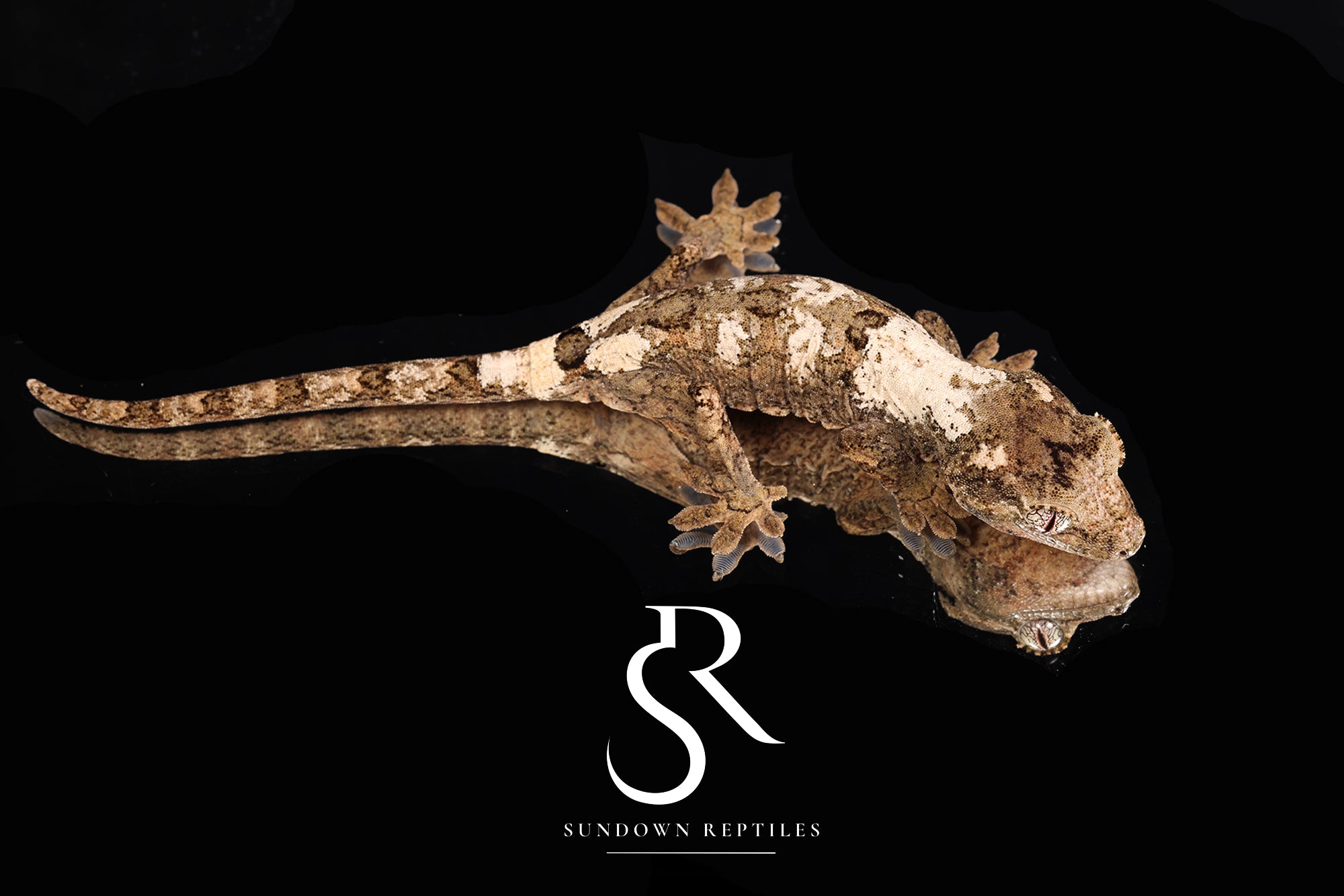 MC2025-50 Unsexed PI M. Chahoua - (Aphrodite x Pinnacle)