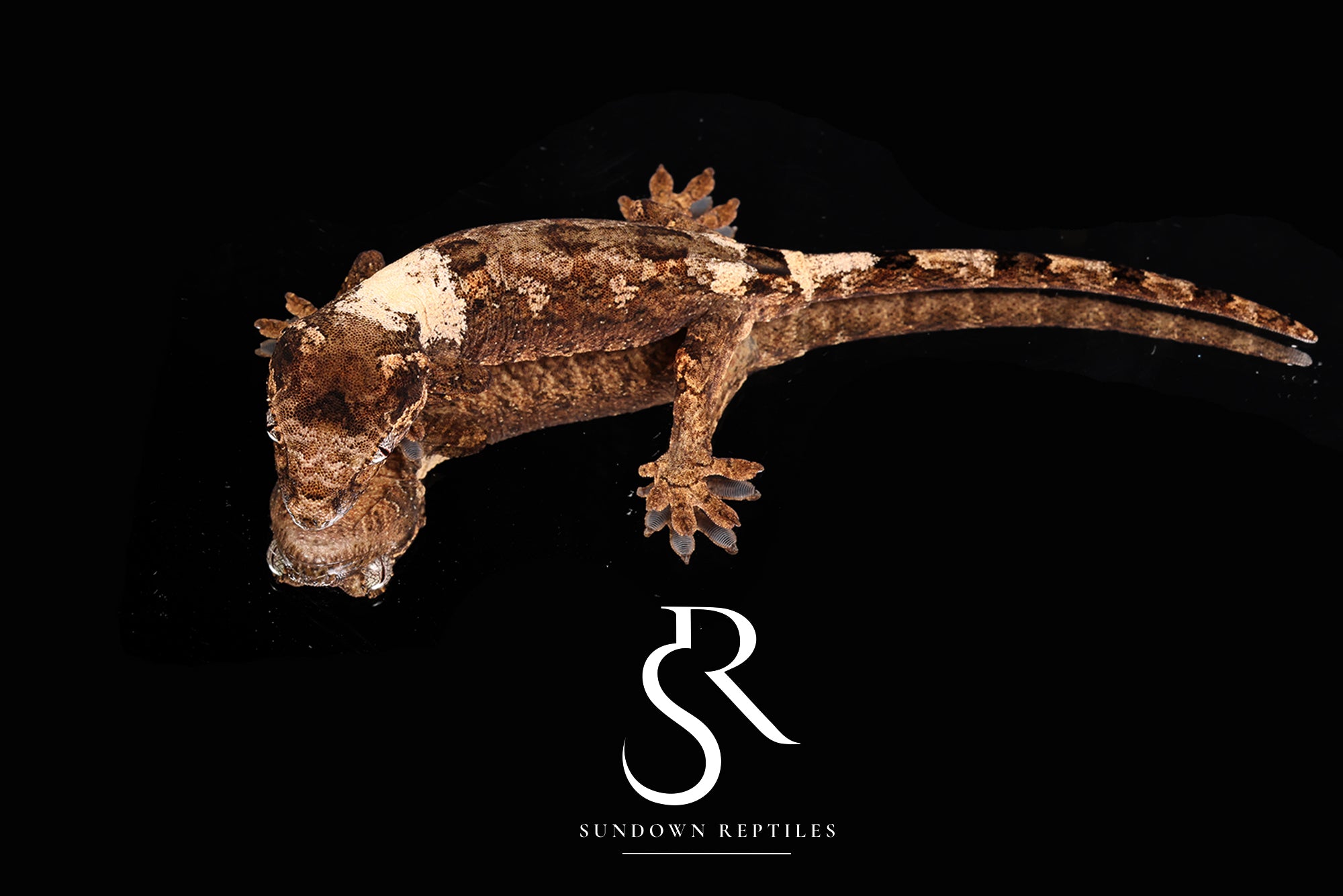 MC2025-51 PI M. chahoua - Tern x Godzooky