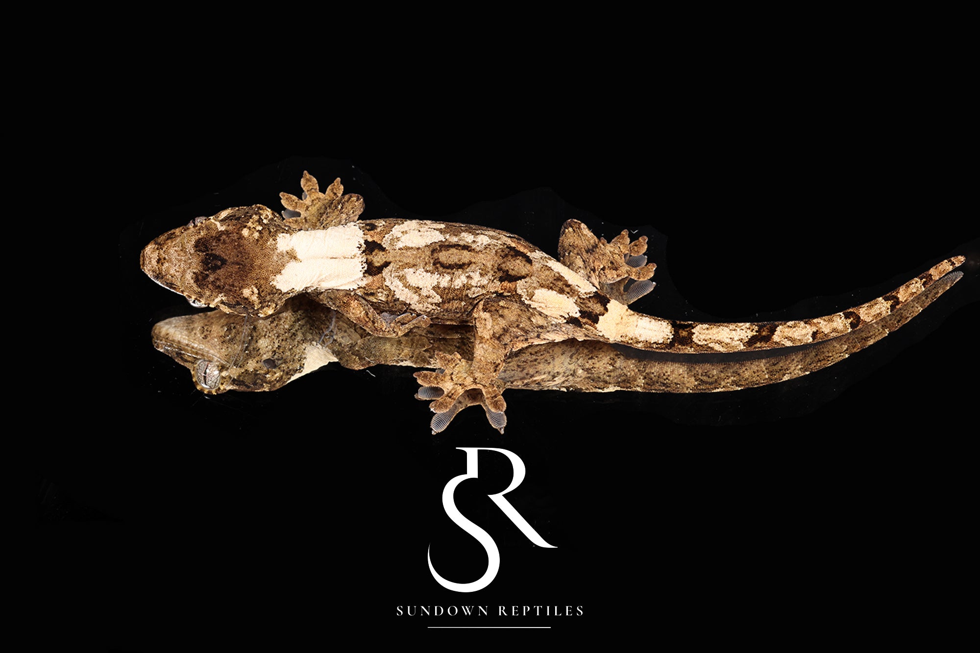 MC2025-52 Unsexed PI M. chahoua - (Fungi x Spring)