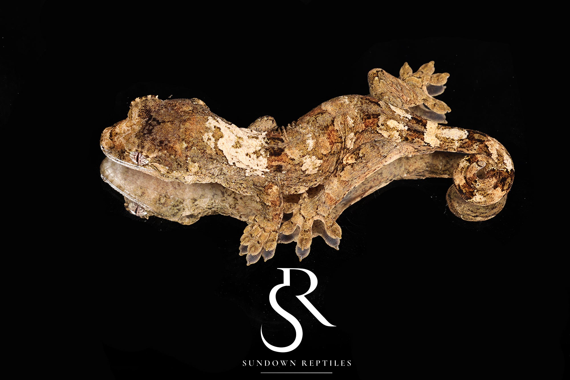 MC2025-53 unsexed PI M. chahoua - (Whiteout x Sabre)