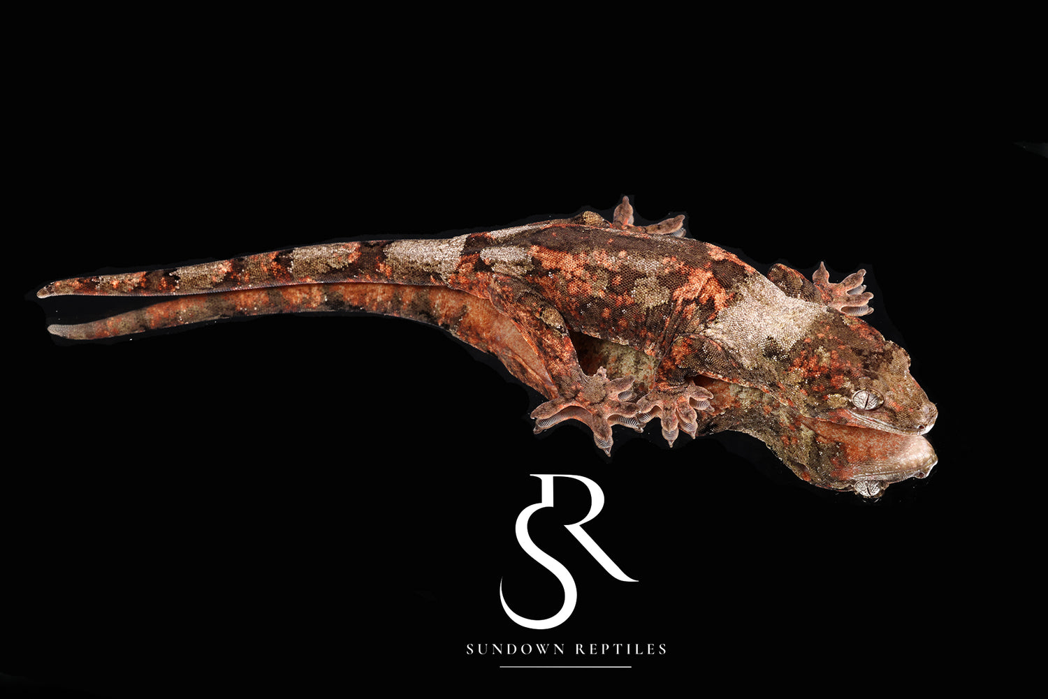 Pine Island chahoua - Female (Tern x Godzooky)