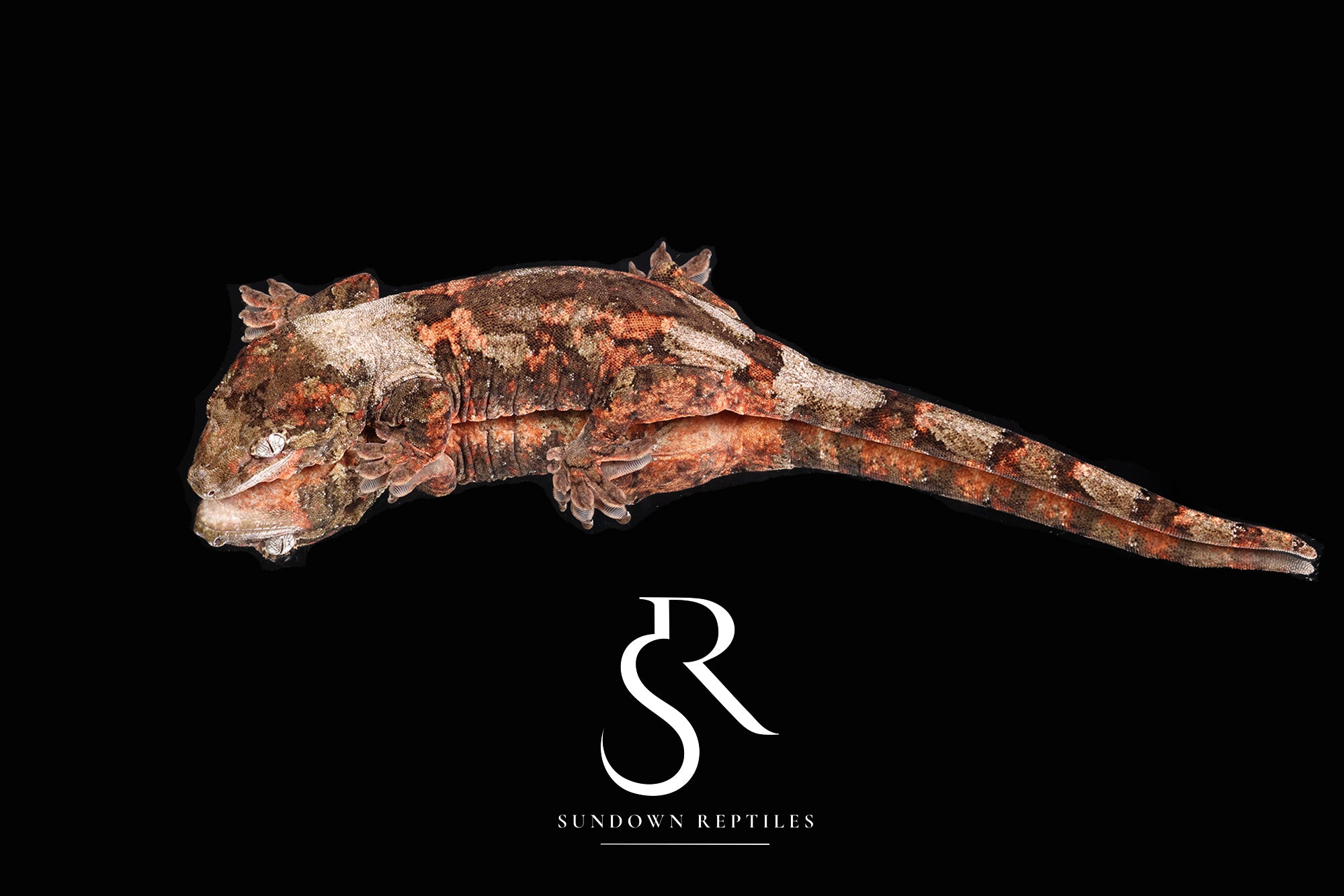 MC77 Female PI M. chahoua - Tern x Godzooky