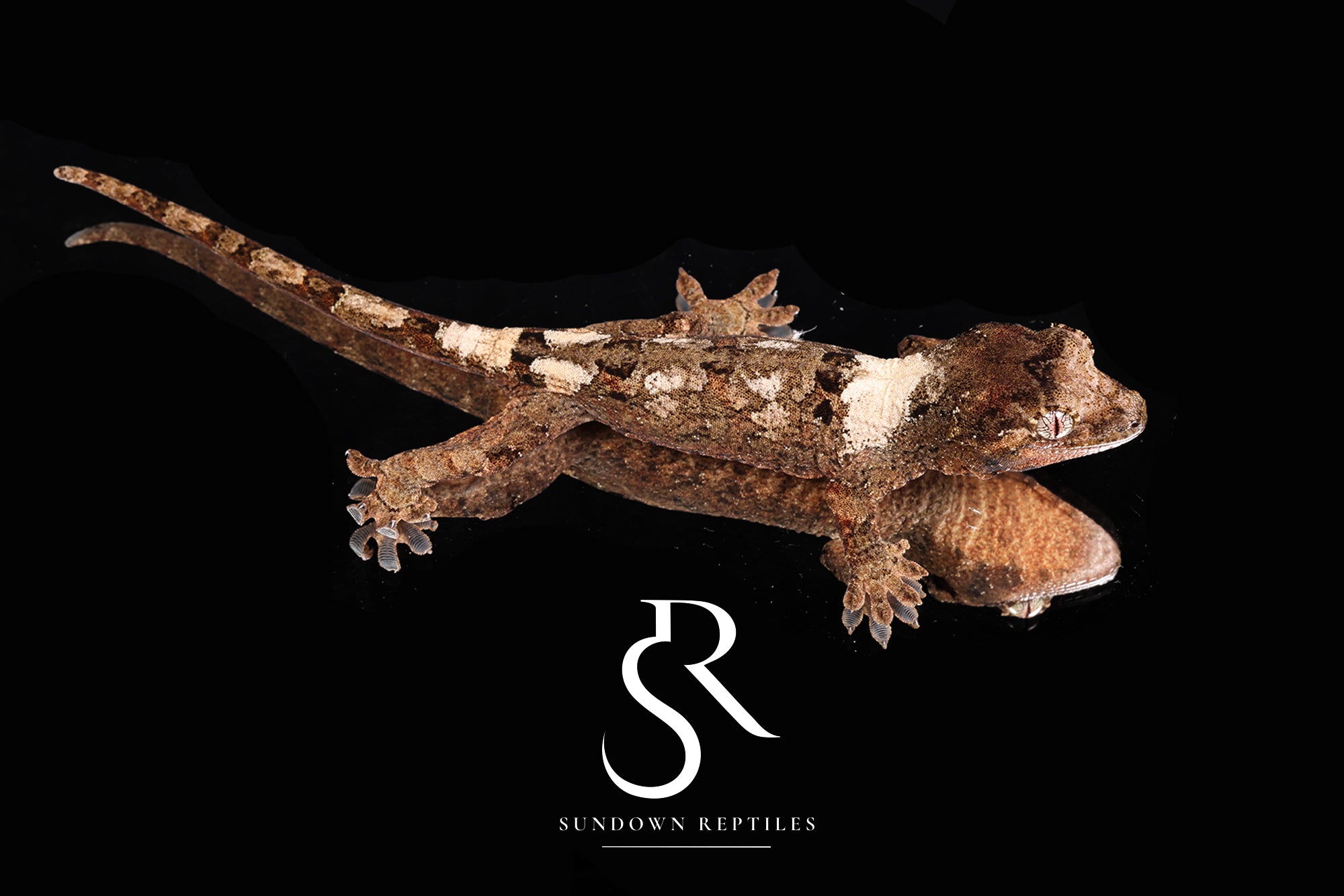 MC2025-54 PI M. chahoua - (Azalea x Everest)