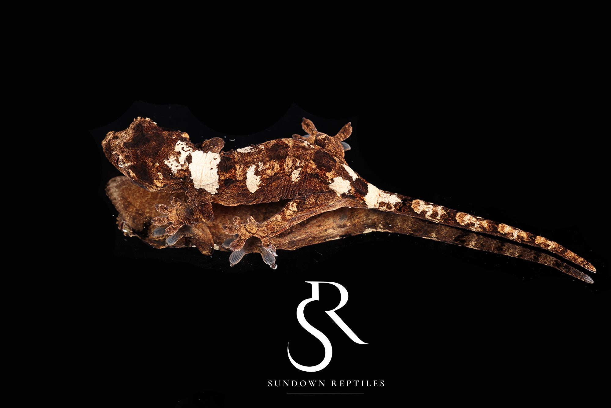 MC2025-55 PI M. chahoua - (Preciosa x Crop Duster)