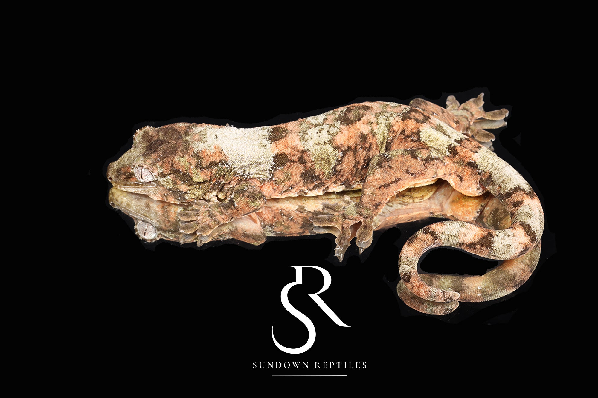 Pine Island chahoua - Male (Preciosa x Crop Duster) MC2025-177 - Sundown Reptiles