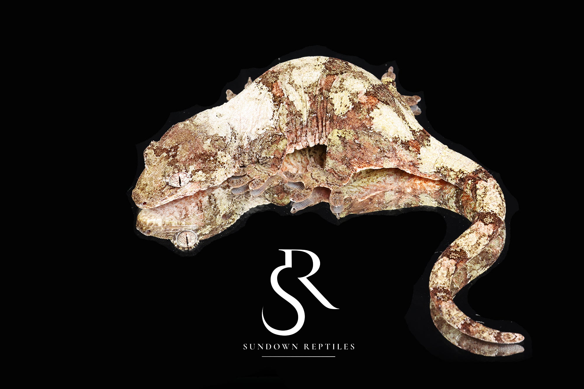 MC2025-55 PI M. chahoua - (Preciosa x Crop Duster)