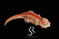 Gargoyle Gecko - Female Red Six Stripe (Spice x SS) RA20 - Sundown Reptiles