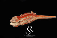 Gargoyle Gecko - Female Red Six Stripe (Spice x SS) RA20 - Sundown Reptiles