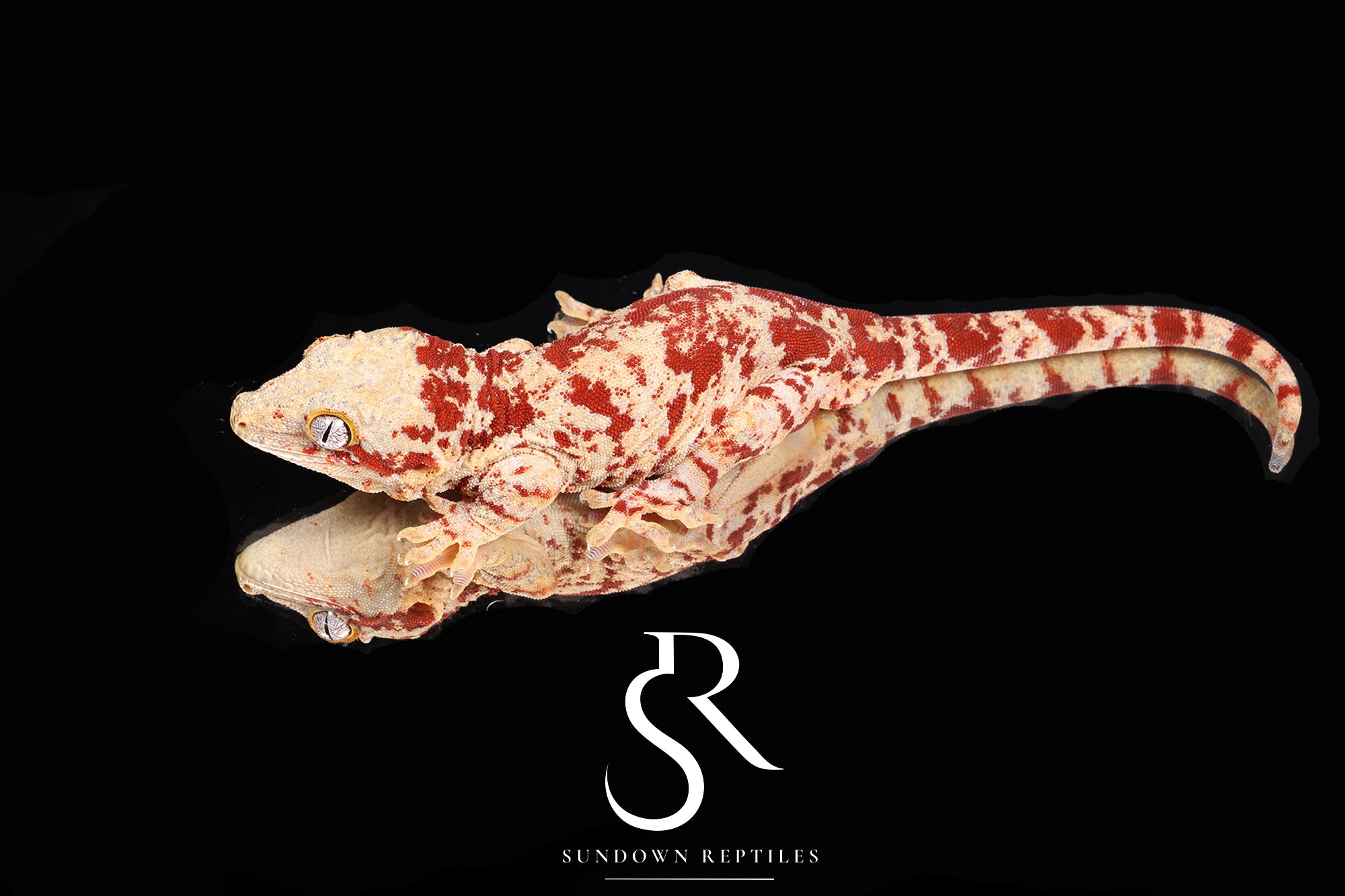 RA68 Male RTB Super-Blotch Gargoyle Gecko (Mars x Tulip Offspring)