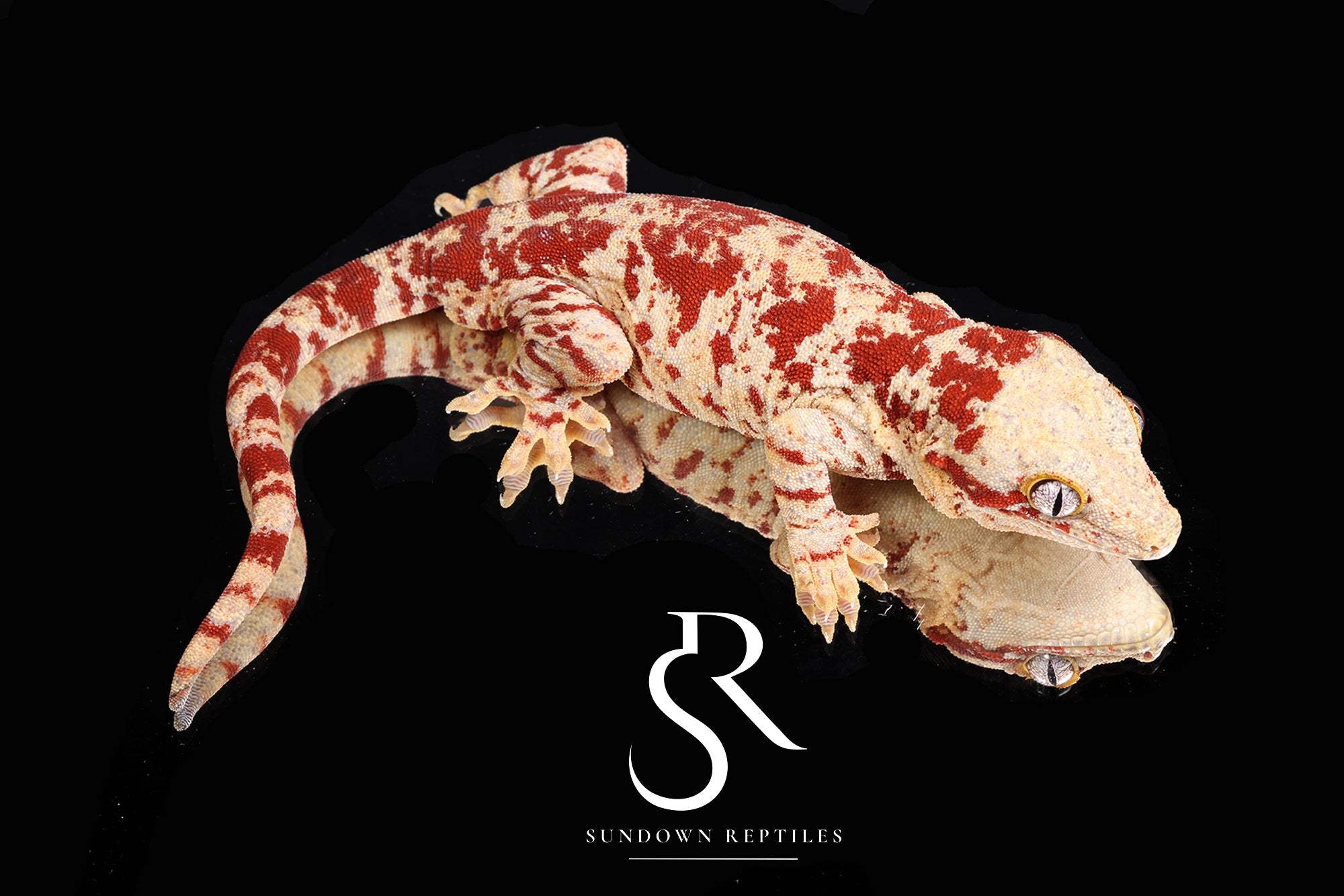 RA68 Male RTB Super-Blotch Gargoyle Gecko (Mars x Tulip Offspring)