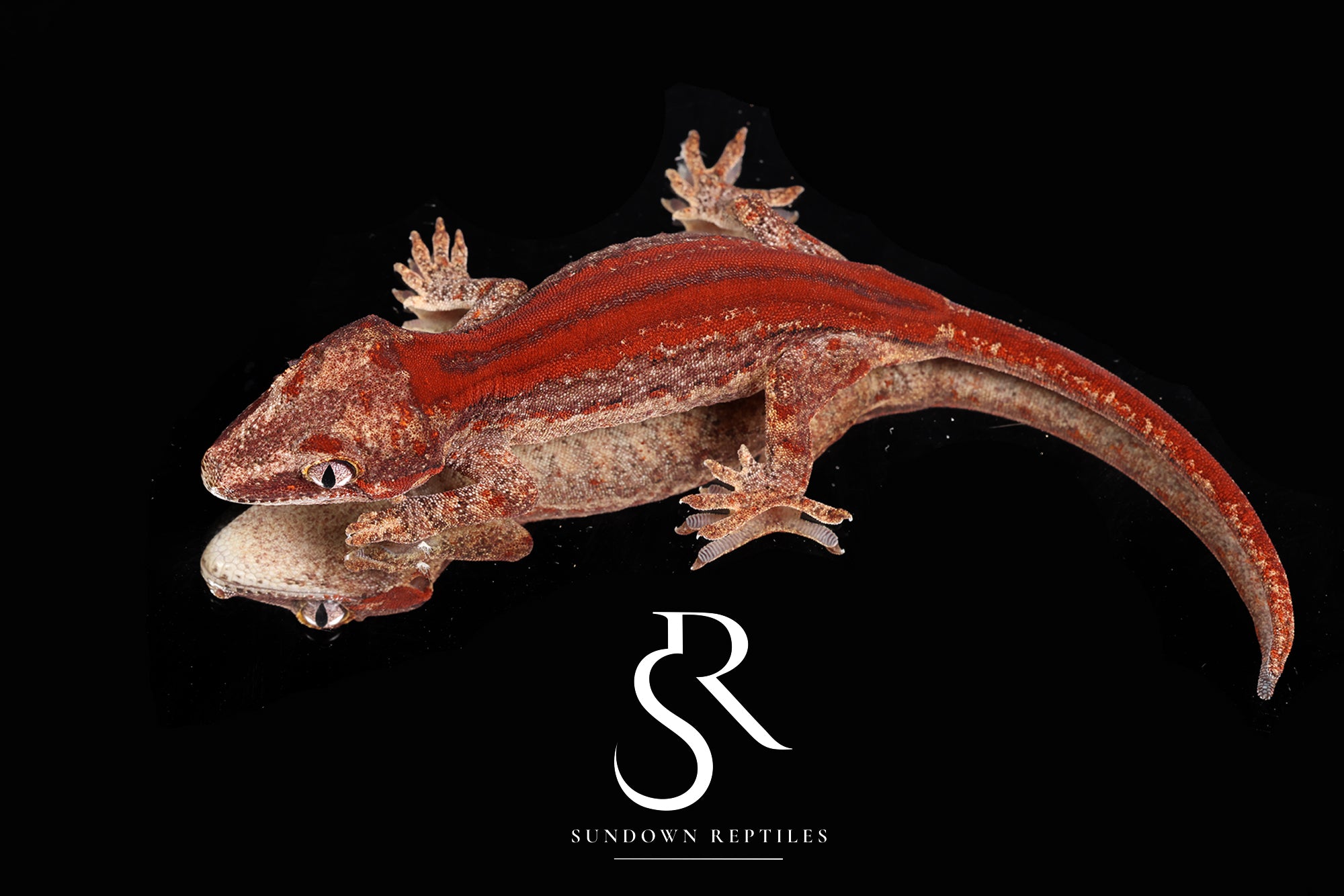 RA2025-34 Female Red Stripe/eyebrow female - Re x PM1