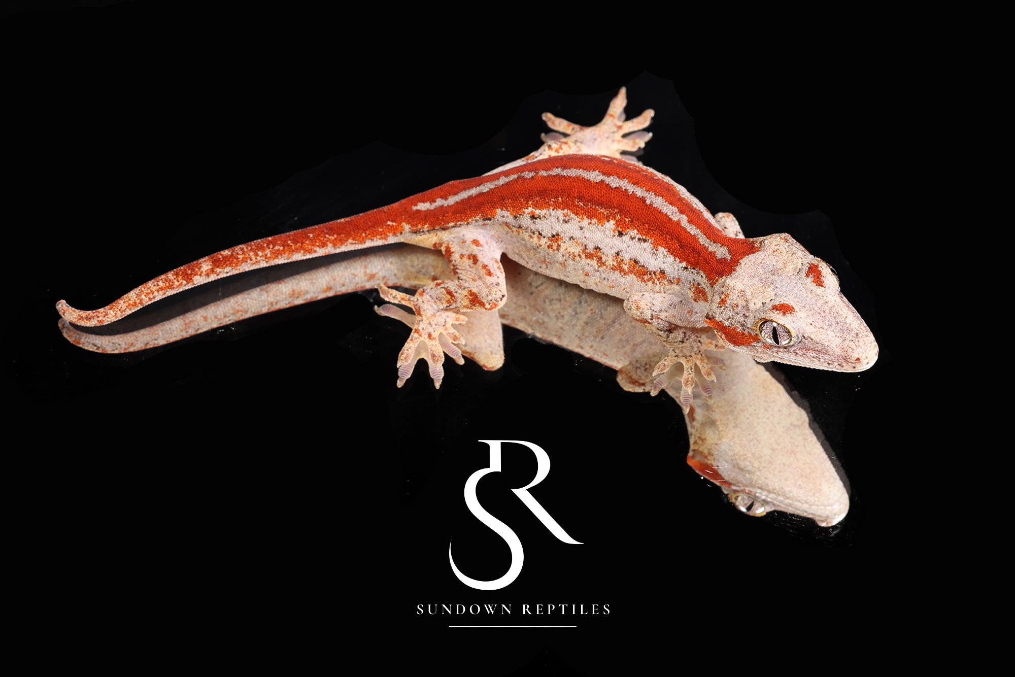 RA2025-25  Female Eyebrow Red Stripe Gargoyle Gecko - (RS x JM1)