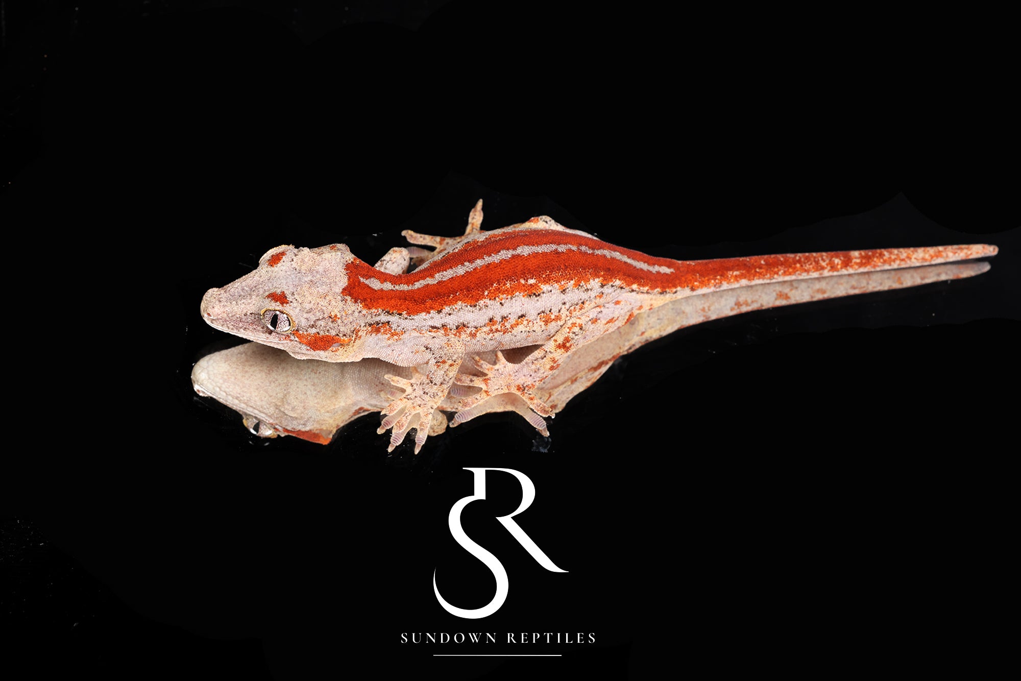 RA2025-25  Female Eyebrow Red Stripe Gargoyle Gecko - (RS x JM1)