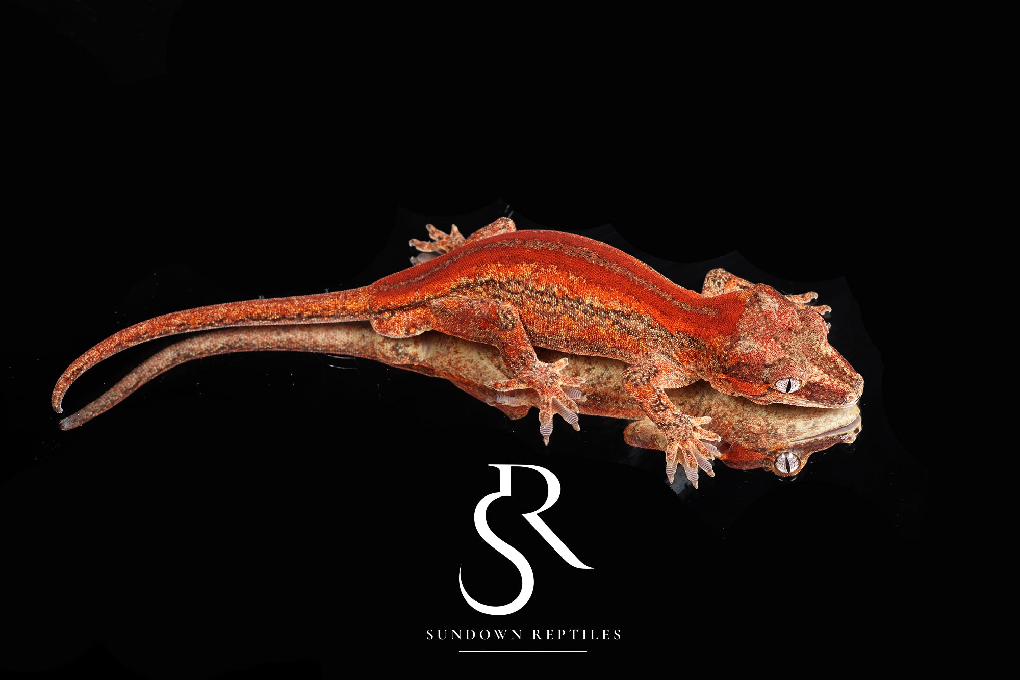 RA40 Male Red Stripe Gargoyle Gecko  - Moonbow x Jam
