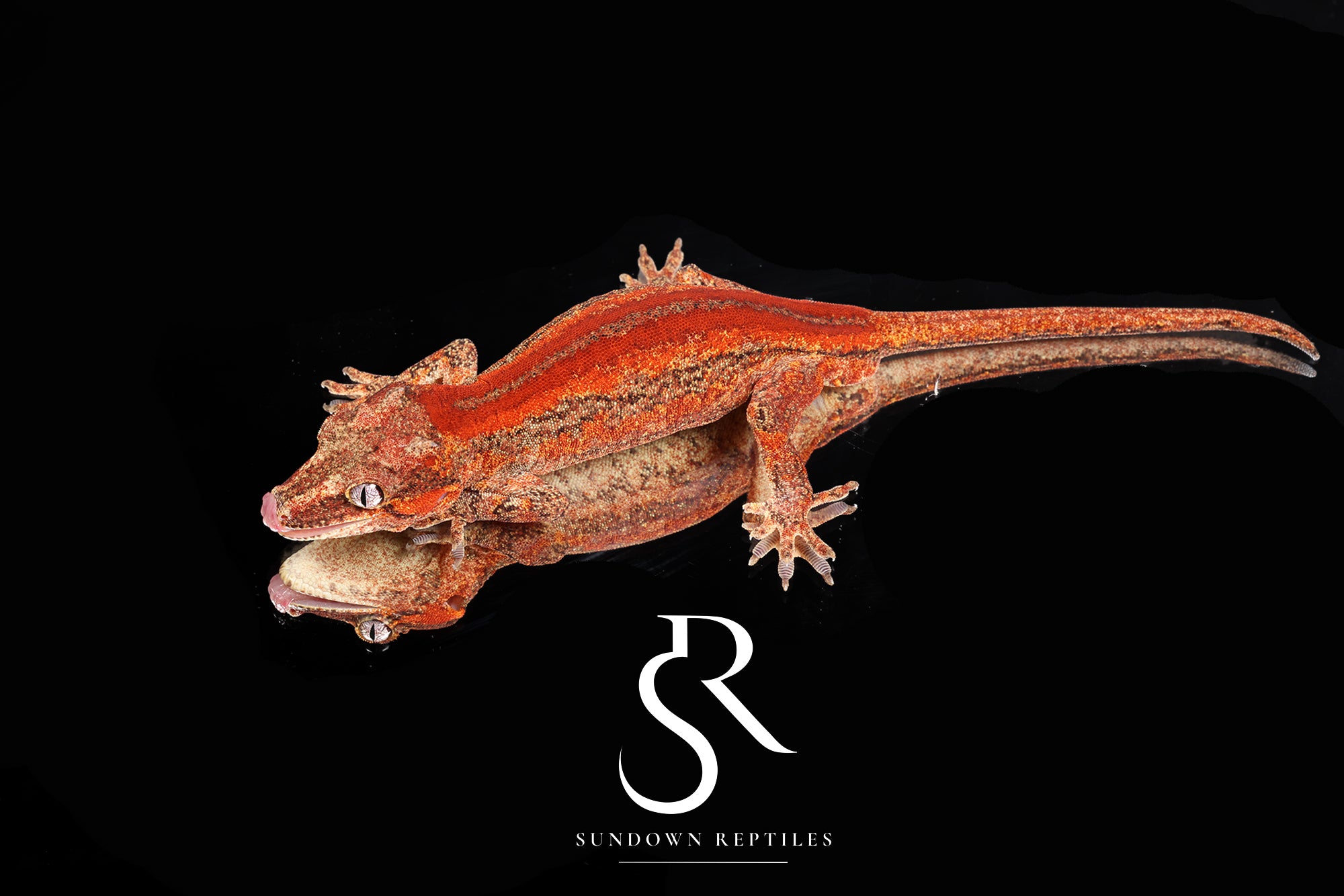 RA40 Male Red Stripe Gargoyle Gecko  - Moonbow x Jam