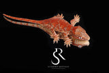 RA2025-36  Unsexed Super Blotch  Gargoyle Gecko  (Hotshot x Saffron)